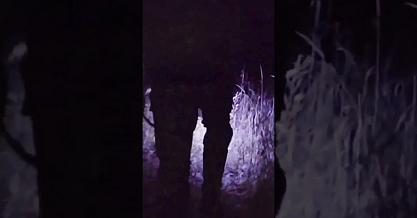 Have You Ever Used A Tracking Dog? How'd It Go? #hunting #deer #whitetails