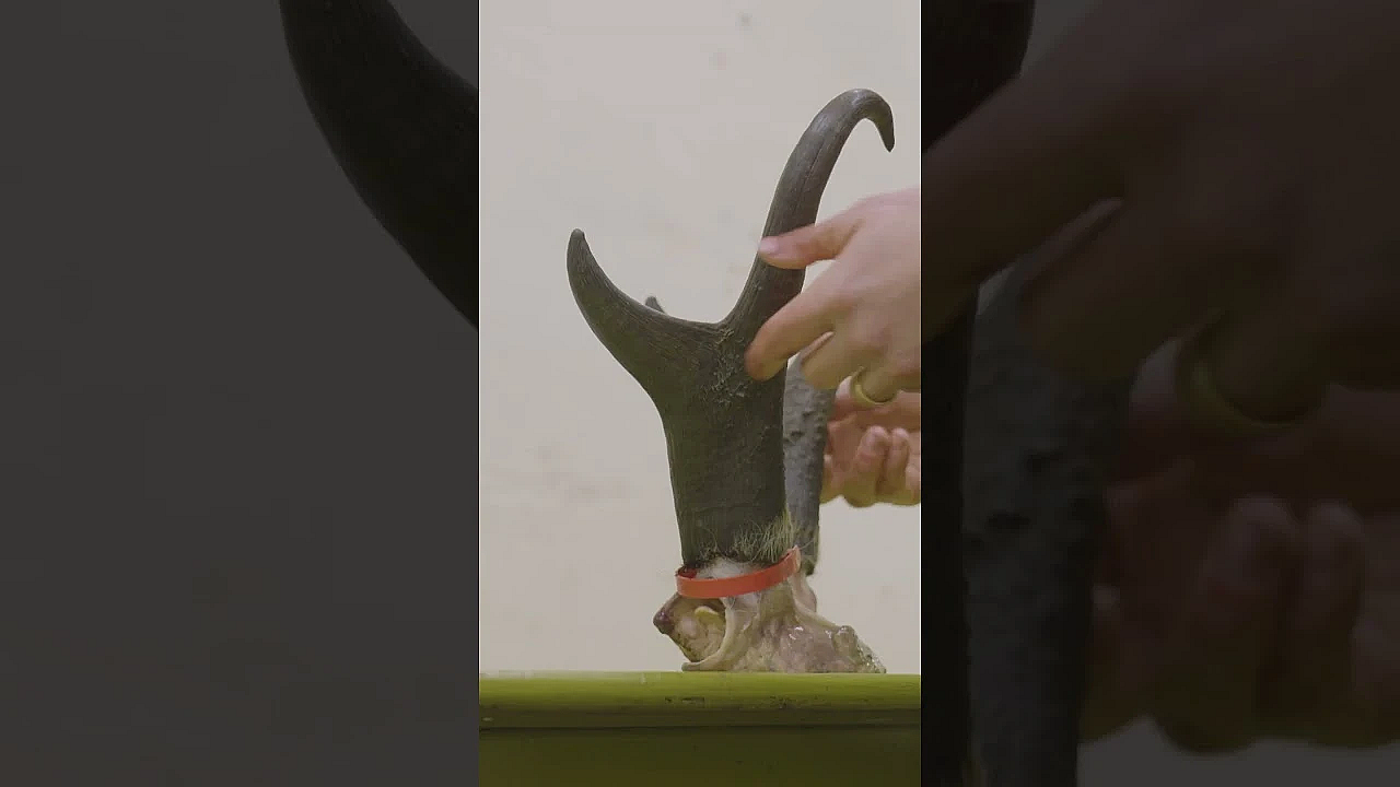 How Does A Hide And Some Horns Become A Beautiful Piece Of Taxidermy? New Episode Of Sheds Is Live.