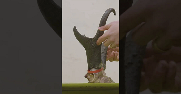 How Does A Hide And Some Horns Become A Beautiful Piece Of Taxidermy? New Episode Of Sheds Is Live.