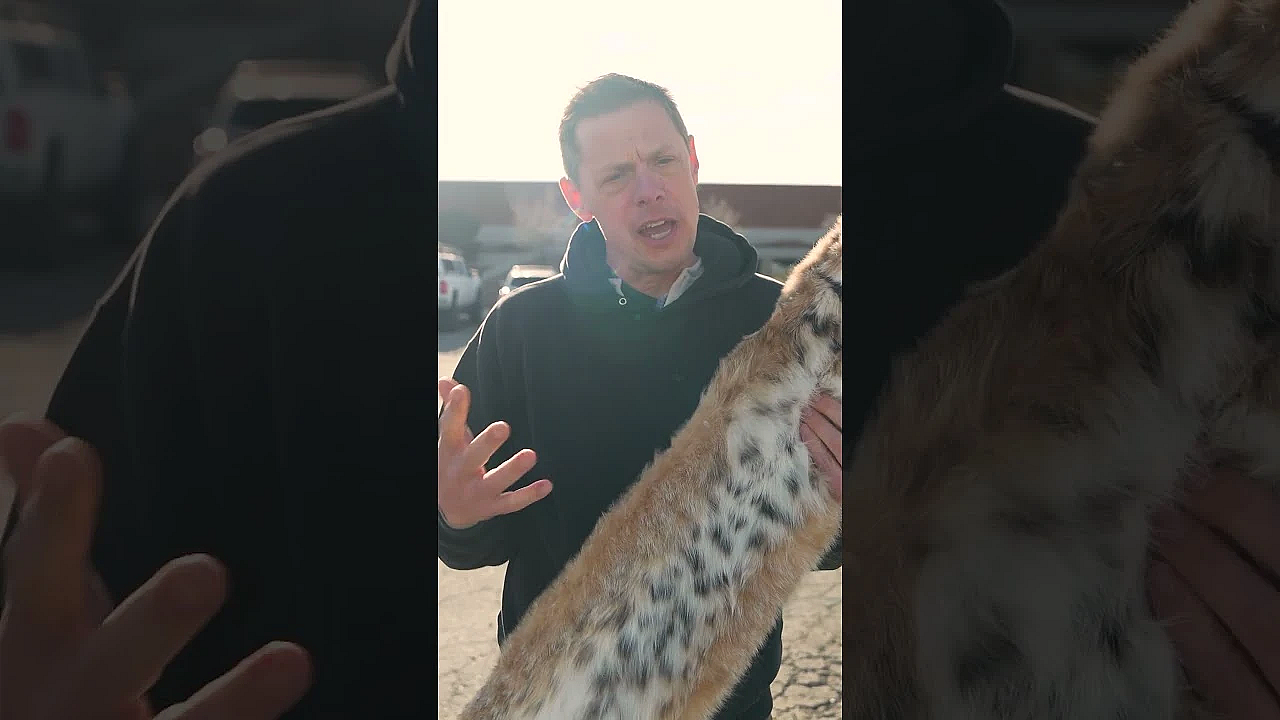 How Much Will Steve's Bobcat Fur Be Worth?