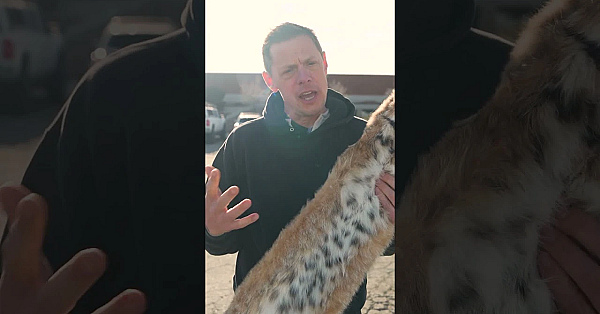 How Much Will Steve's Bobcat Fur Be Worth?