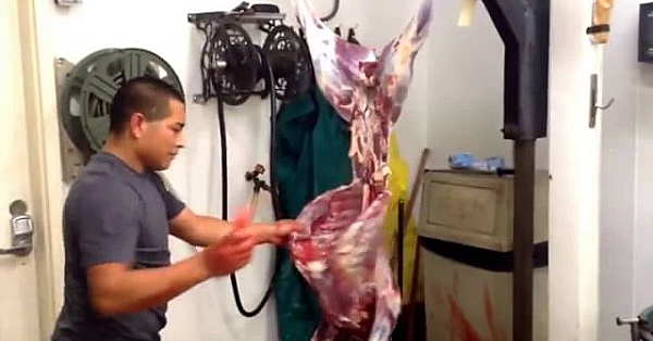 In twee minuten professioneel een hert villen en ontweiden