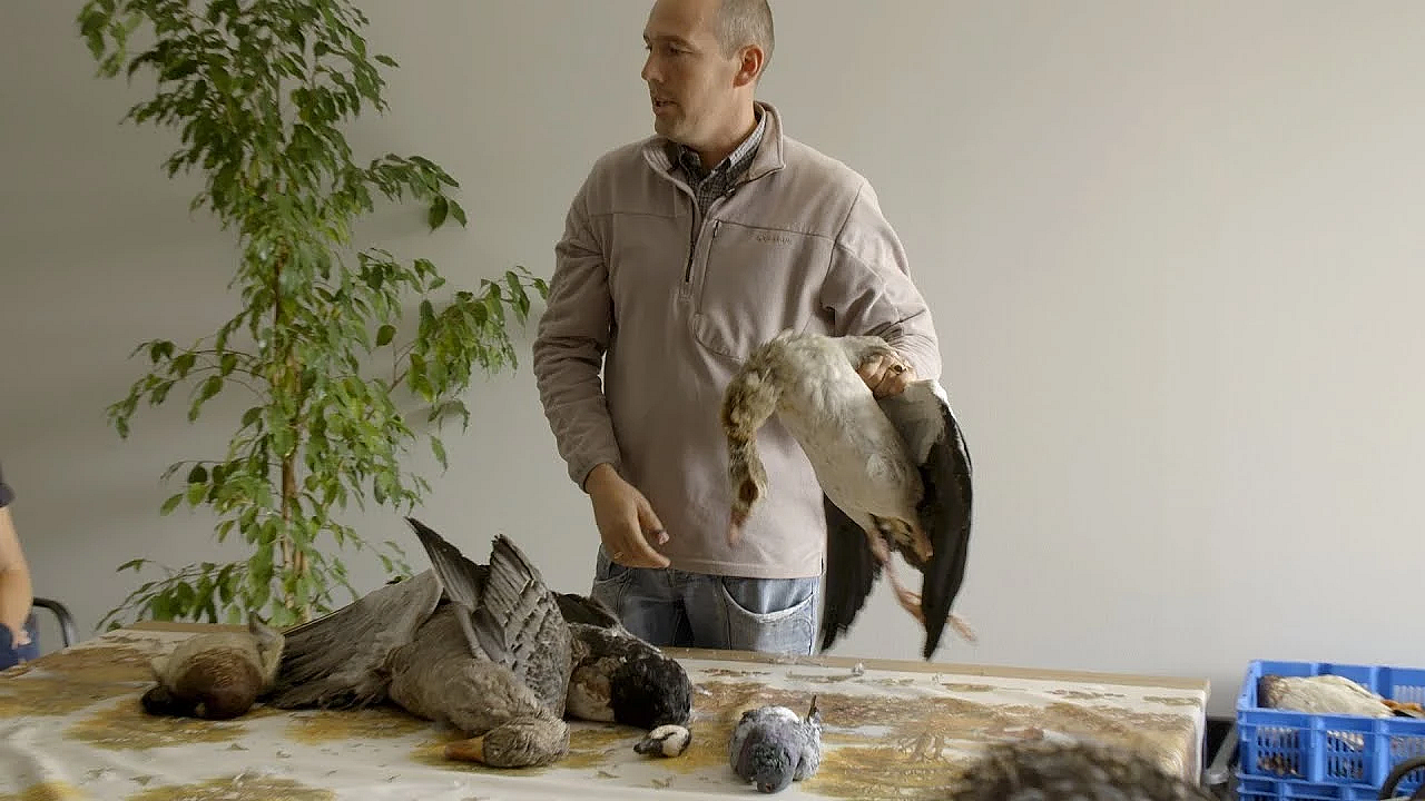 Nl Jaagt Aflevering 20 Effectief Doden Van Ziekgeschoten Veerwild