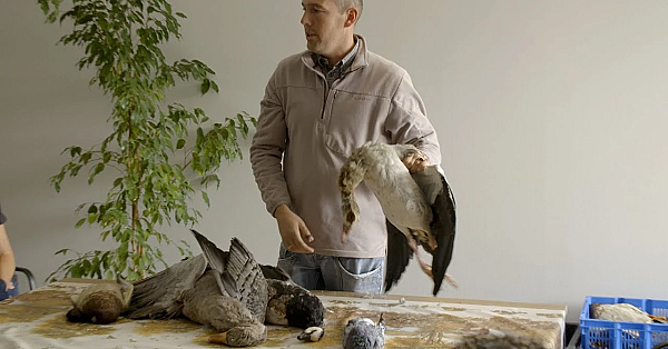 Nl Jaagt Aflevering 20 Effectief Doden Van Ziekgeschoten Veerwild