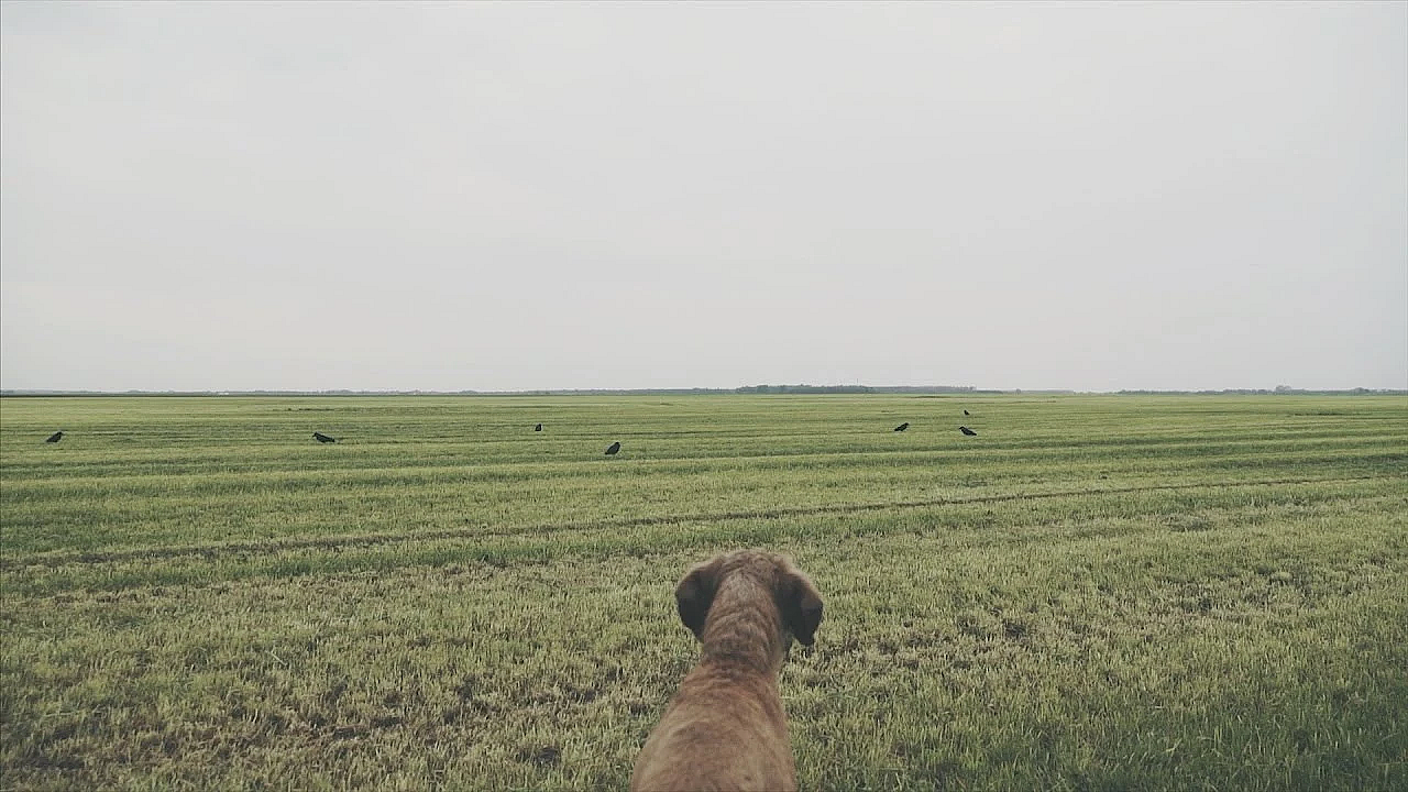 Nl Jaagt Aflevering 10 Wildreddend Maaien, Kraaienjacht En Zelf Hoogzit Bouwen