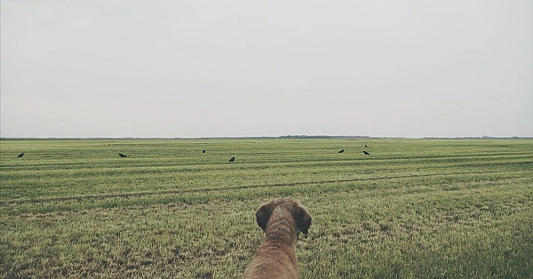 Nl Jaagt Aflevering 10 Wildreddend Maaien, Kraaienjacht En Zelf Hoogzit Bouwen