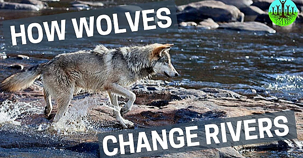 Het effect van wolven op het landschap in Yellowstone park