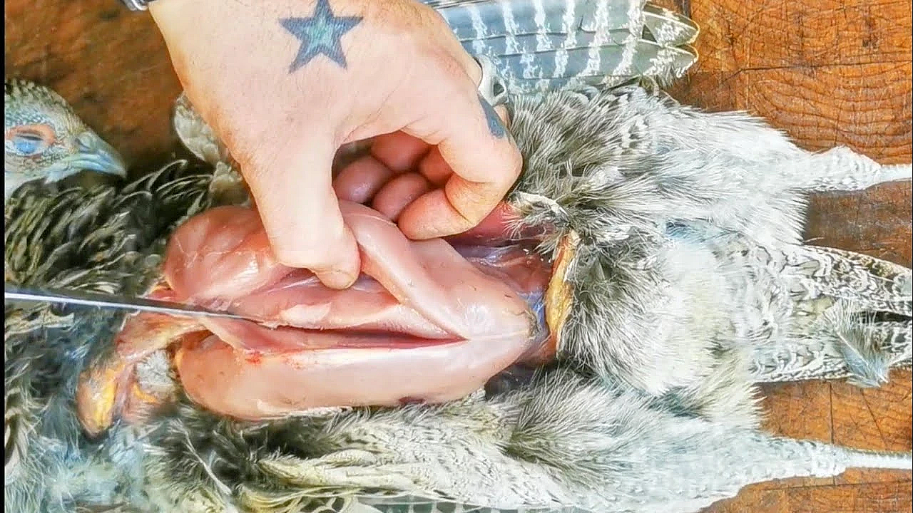 How To Prepare A Pheasant. Method 1 Breasting Out, The Easiest And Cleanest Way For Beginners.