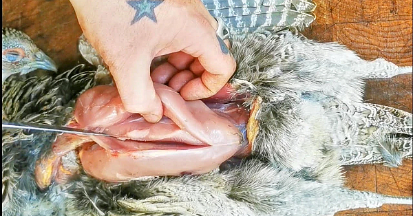 How To Prepare A Pheasant. Method 1 Breasting Out, The Easiest And Cleanest Way For Beginners.