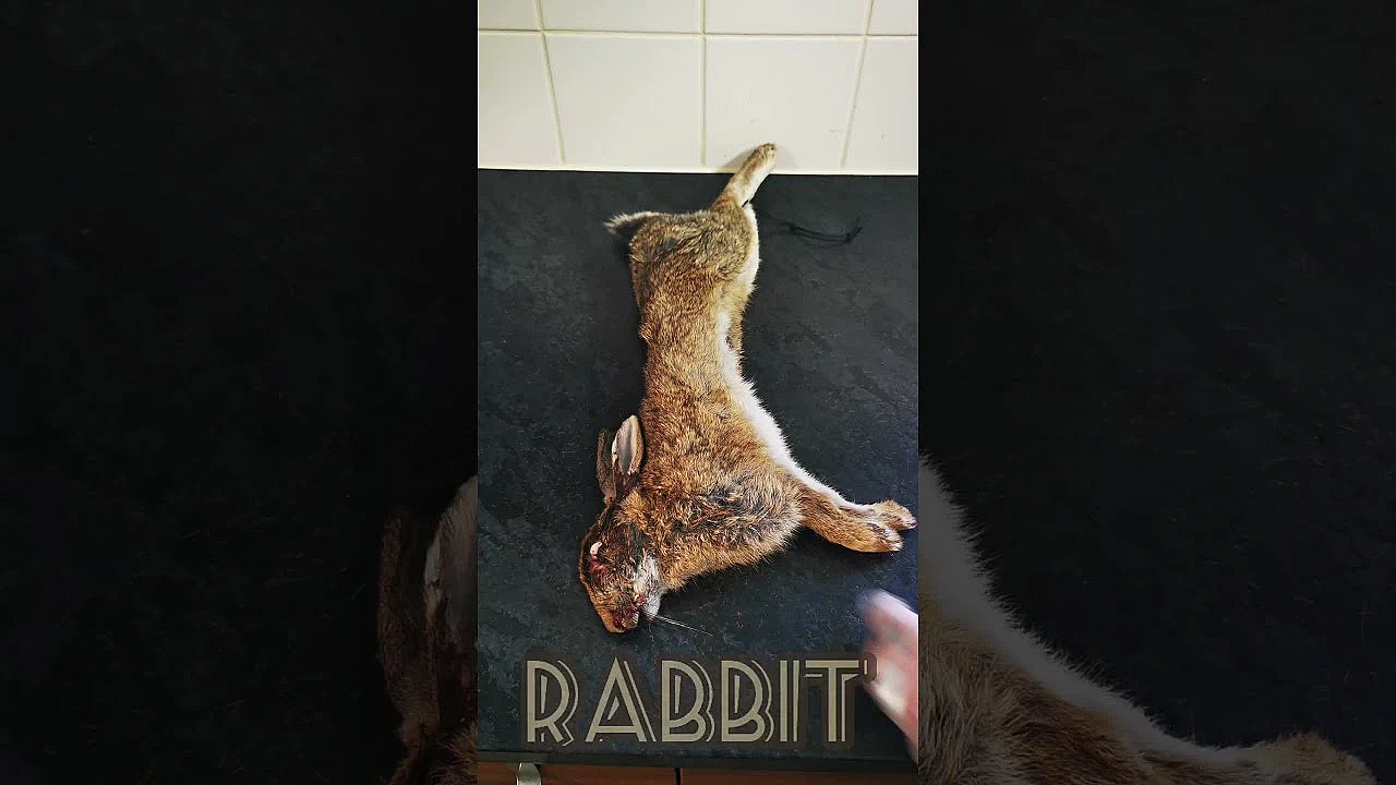 Easy Rabbit Prep Time Lapse. #srp  #rabbit #wildfood #fieldtofork #wildfoodcooking  #game #shorts