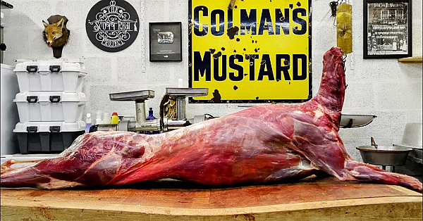 Roe buck breakdown. How to butcher a Deer at home. A detailed step by step masterclass. 73% yield.