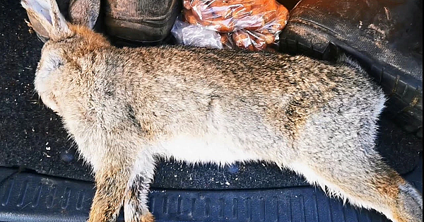 1 Rabbit, 3 Recipes. How To Prepare &amp; Cook Rabbit. Rabbit Stew, Confit Rabbit, Rabbit Wellington