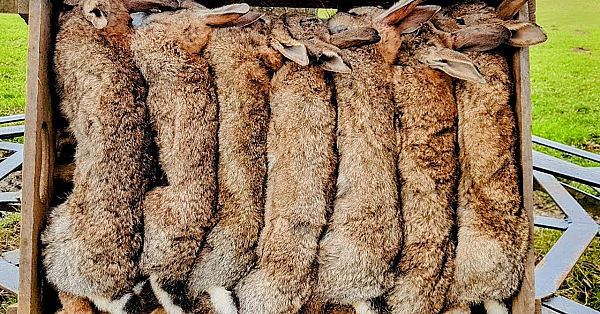 Prepping. How To Skin A Rabbit. Traditional Skills For Living Off The Land. #srp