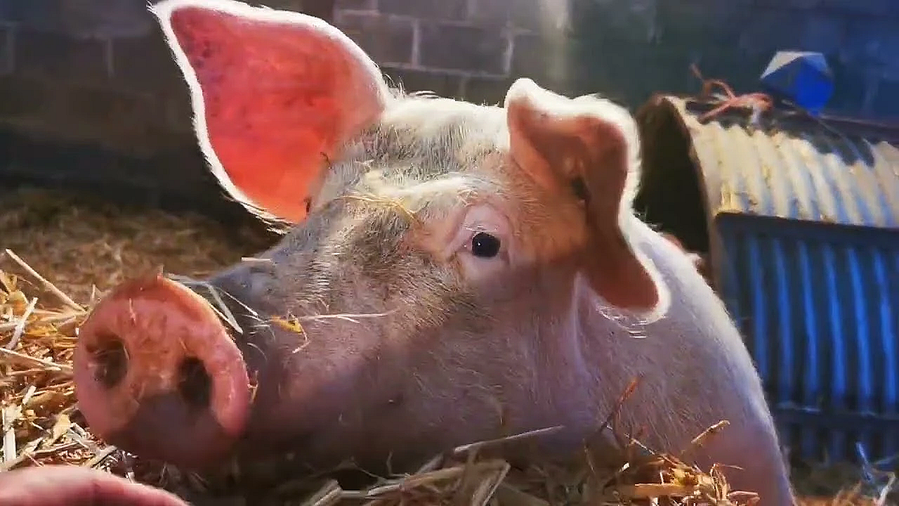 11 Pigs. 22 Sides Of Pork. An Epic Porcine Journey Of Pork Butchery, Bacon Curing &amp; Sausage Making.