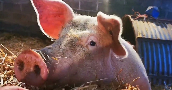 11 Pigs. 22 Sides Of Pork. An Epic Porcine Journey Of Pork Butchery, Bacon Curing &amp; Sausage Making.