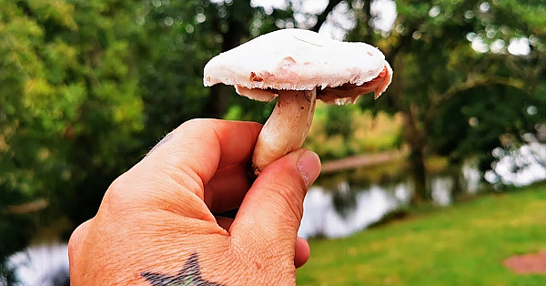 Foraging For Mushrooms. Alfresco, Foragers Omlete. Jacques Pepin Style #foraging #srp