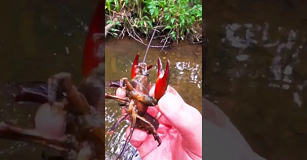 Crayfish Fishing By Hand. Catching Crayfish By Hand. They Be Black Of Heart And Red In Claw #srp