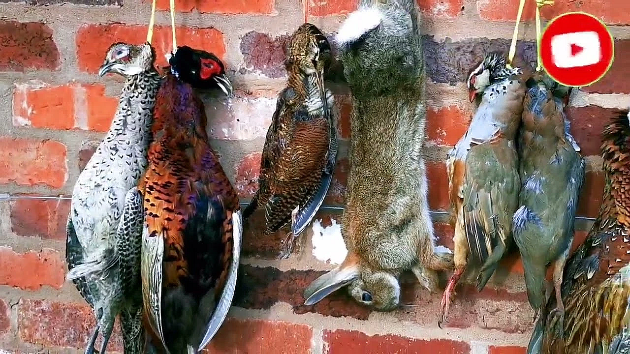 One Rabbit For The Pot. How To Butcher A Rabbit. #srp