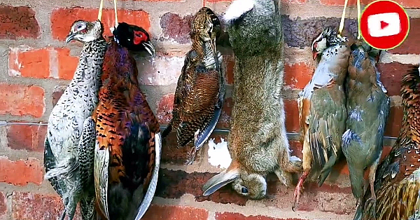 One Rabbit For The Pot. How To Butcher A Rabbit. #srp