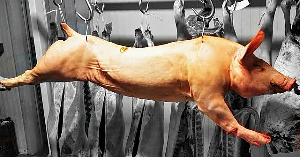 A Side Of Pork. Preparing A Side Of Pork For The Shop. Pork Masterclass #srp #pork #traditional