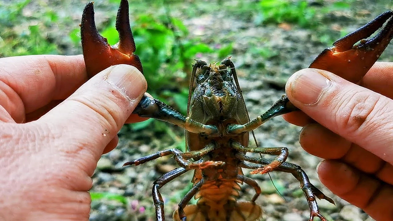 Them Pesky Crays. Crayfish Catch Clean And Cook. Uk Crayfishing. #srp #crayfish #crawfish #crawdads