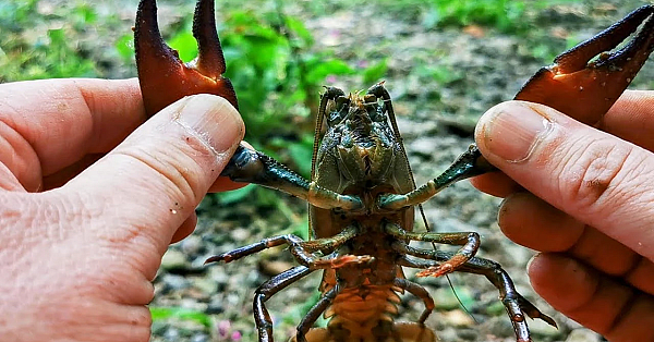 Them Pesky Crays. Crayfish Catch Clean And Cook. Uk Crayfishing. #srp #crayfish #crawfish #crawdads