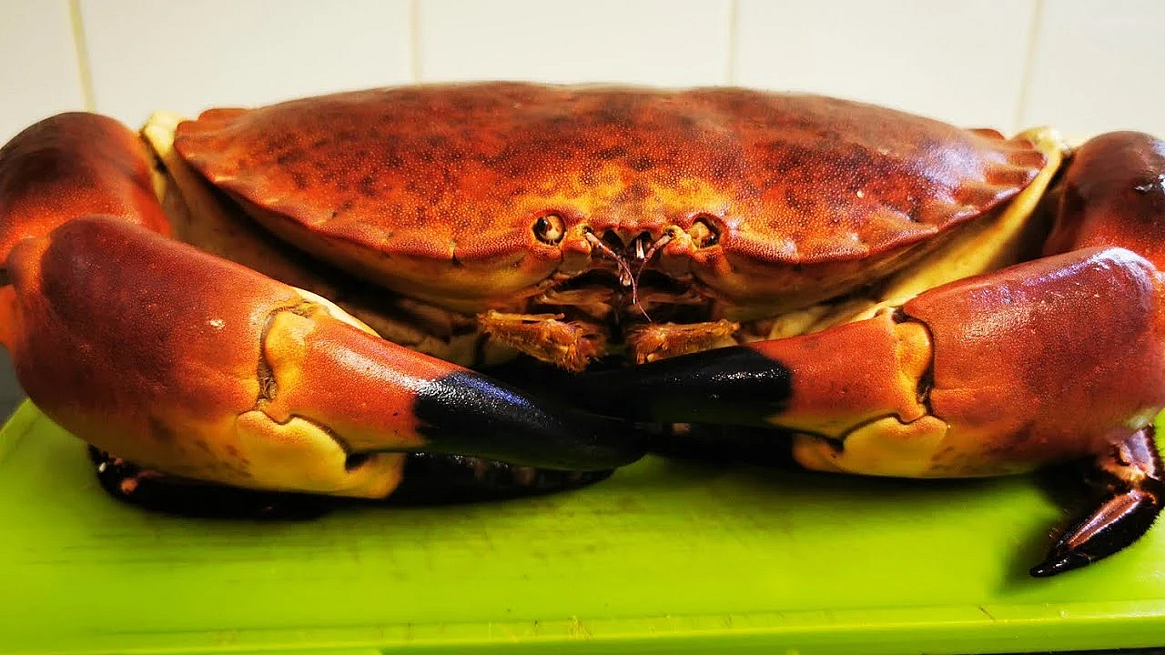 Monster Brown Crab. How To Prepare &amp; Cook A Live Crab. Dressed Crab. Crab Recipe. #srp #crab