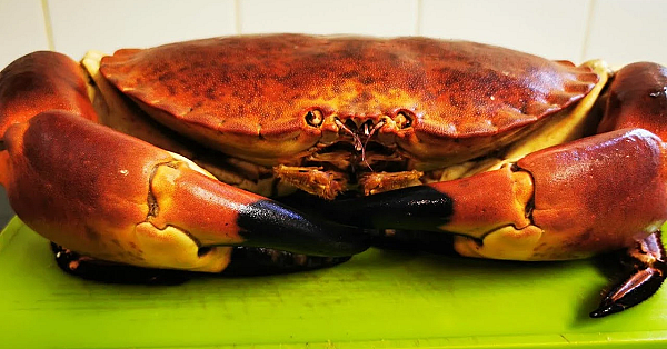 Monster Brown Crab. How To Prepare &amp; Cook A Live Crab. Dressed Crab. Crab Recipe. #srp #crab
