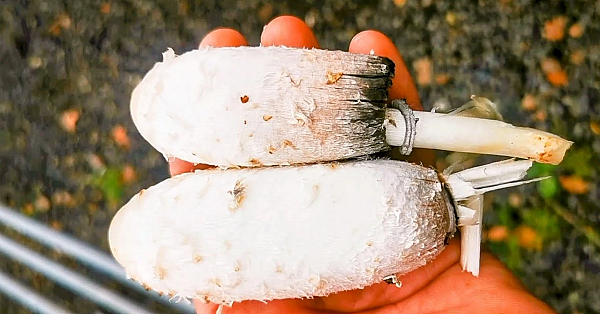 Mushroom Foraging. The Shaggy Ink Cap And A Wild Mushroom Omelette. It's The Ultimate Free Meal.