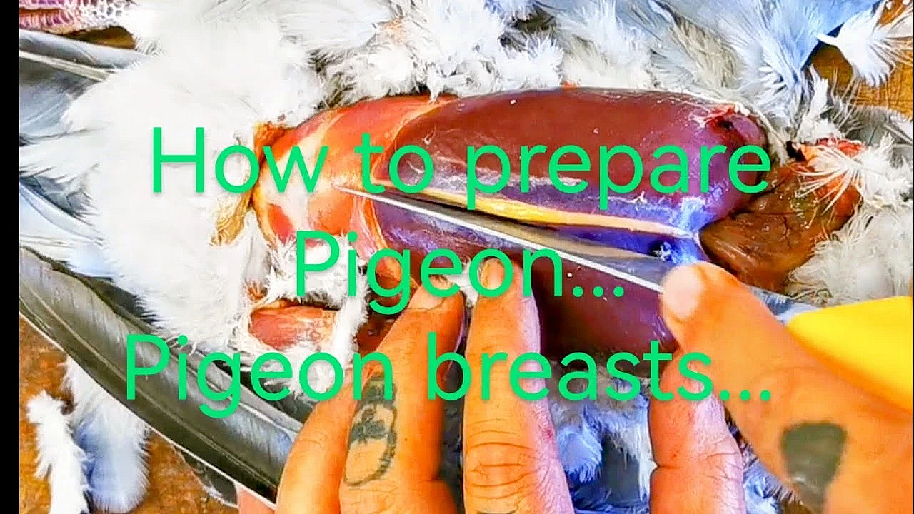 Pigeon Breasts. How To Prepare A Pigeon. The Easy Way To Prepare Pigeon Breasts. #srp