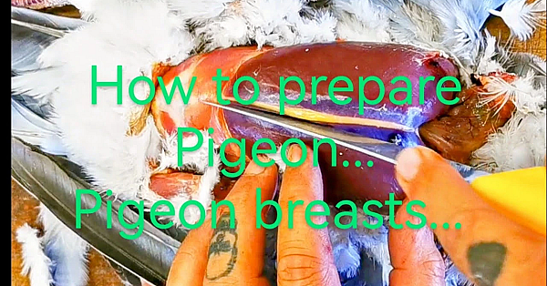 Pigeon Breasts. How To Prepare A Pigeon. The Easy Way To Prepare Pigeon Breasts. #srp