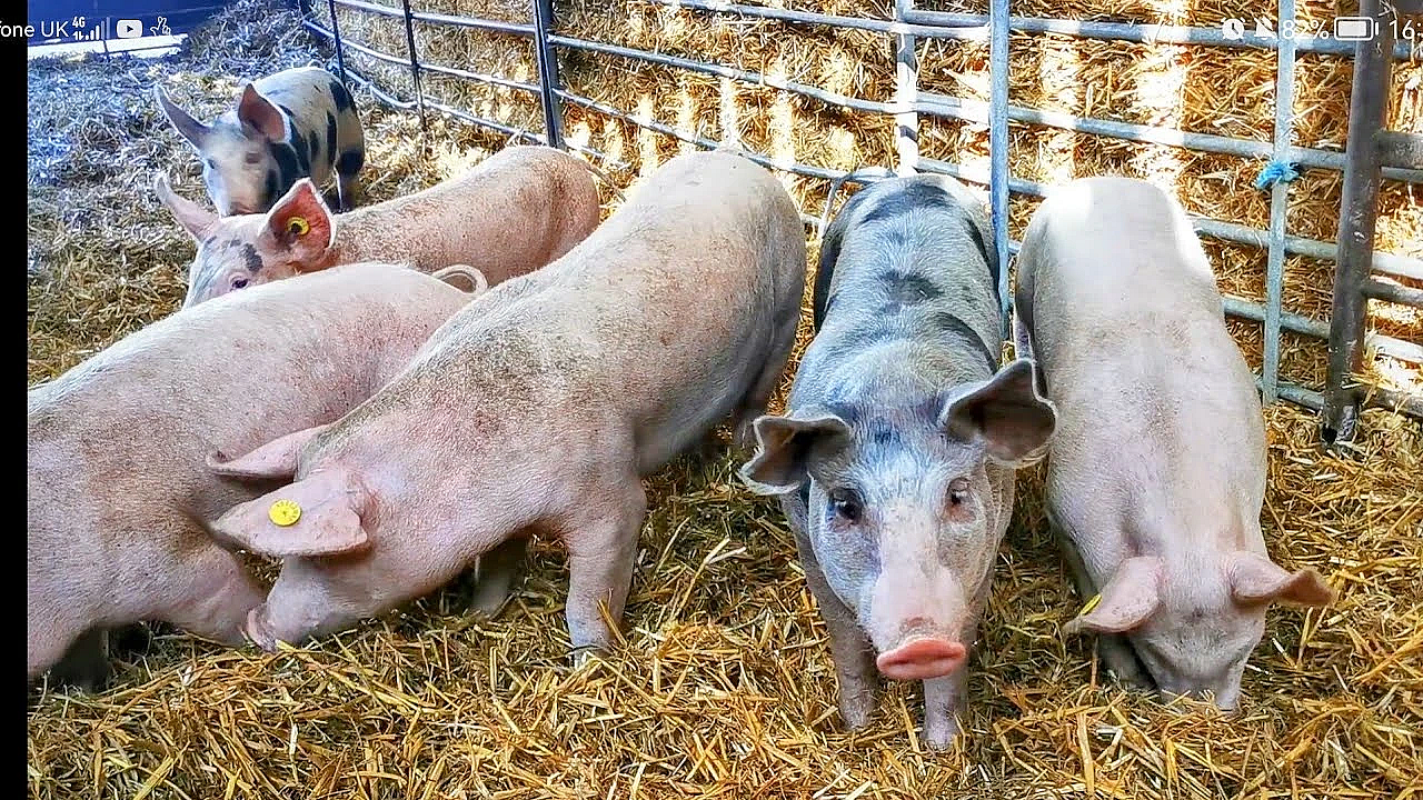 The Butcher &amp; The Farmer: Six Little Christmas Porkers. Episode 1. Meat The Piggies...