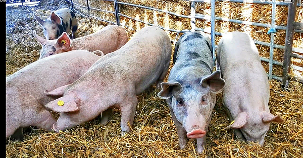 The Butcher &amp; The Farmer: Six Little Christmas Porkers. Episode 1. Meat The Piggies...