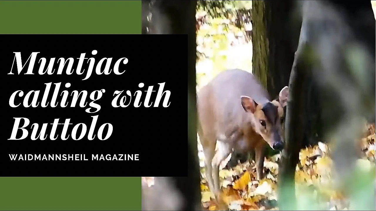 Calling Muntjac On The Buttalo