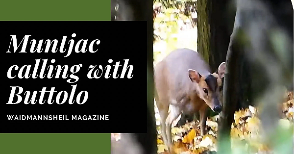Calling Muntjac On The Buttalo