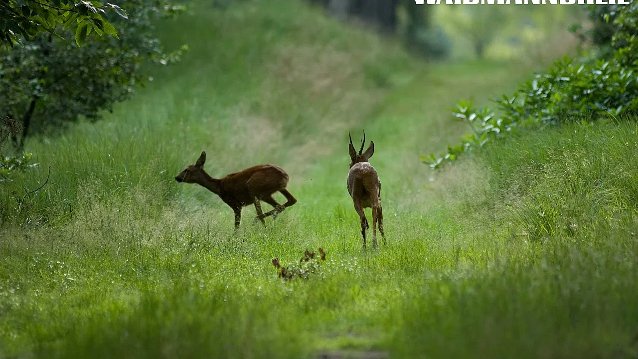 Livestream Jachtmagazine Waidmannsheil