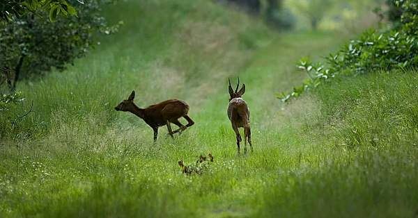 Livestream Jachtmagazine Waidmannsheil