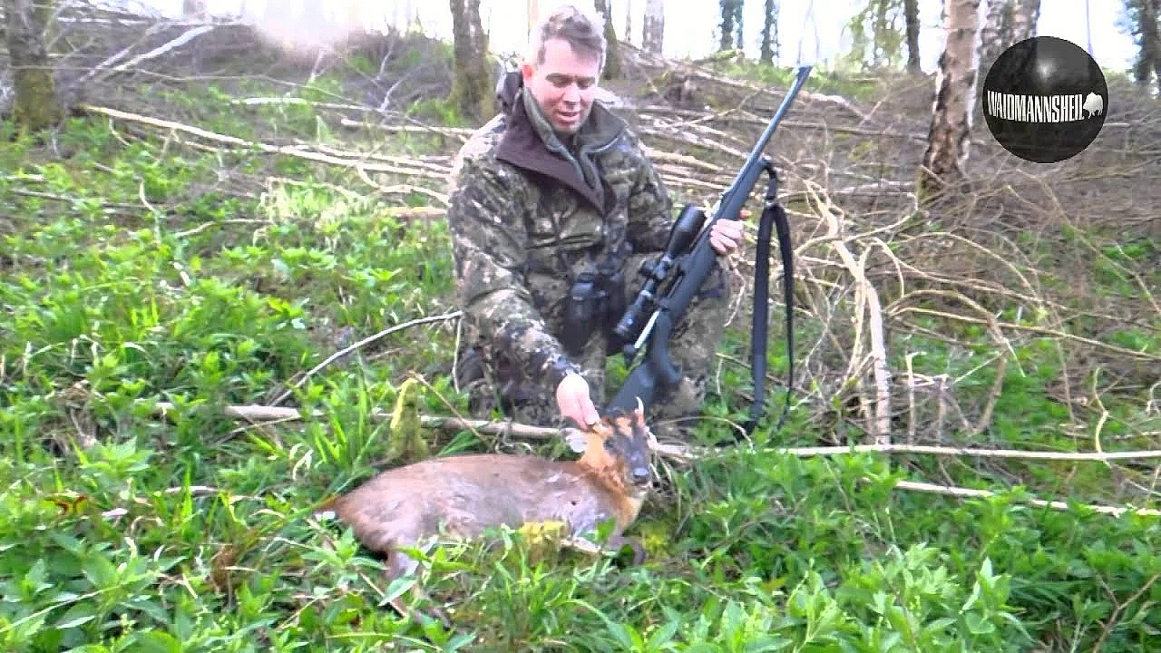 Jagen Engeland West-dean Estate (muntjac, Reebok En Damhert)