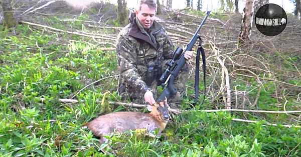 Jagen Engeland West-dean Estate (muntjac, Reebok En Damhert)