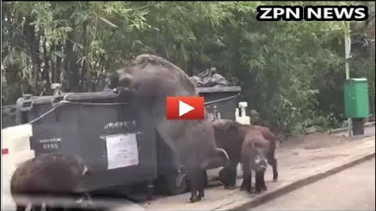 Monsterlijk groot wild zwijn in Hong Kong