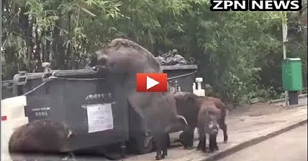 Monsterlijk groot wild zwijn in Hong Kong