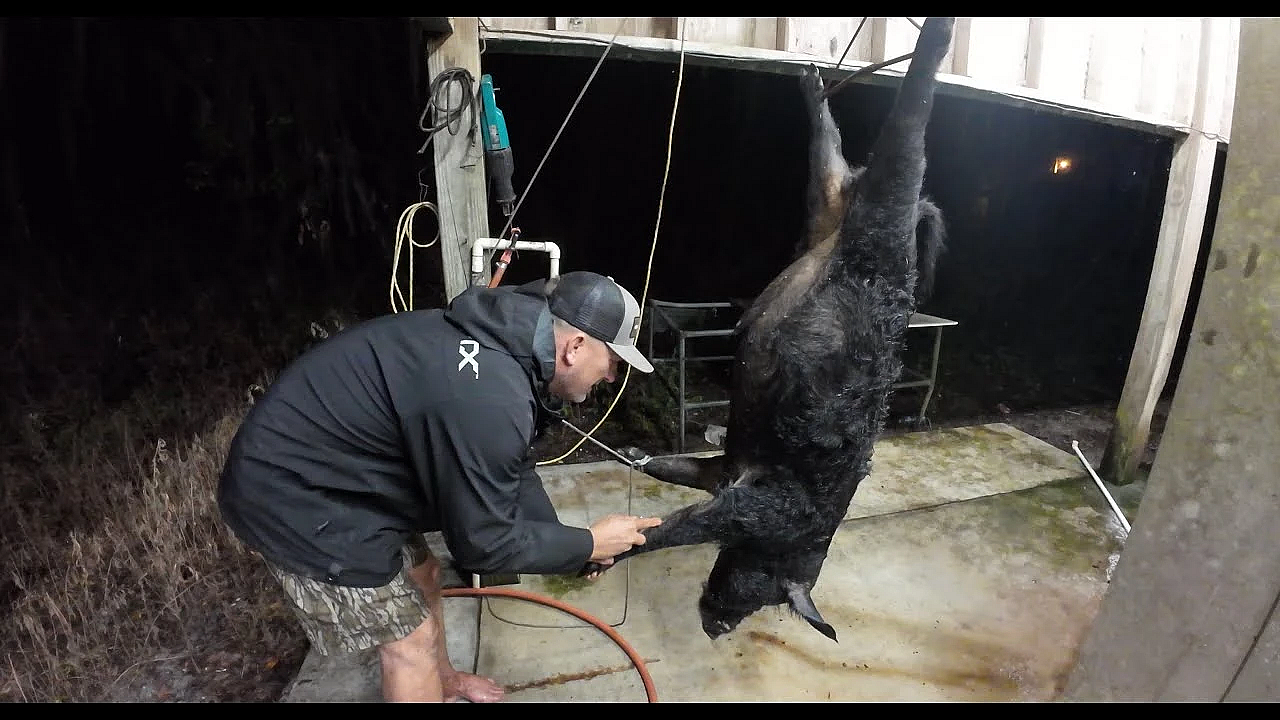 How To Cape A Big Boar Hog!
