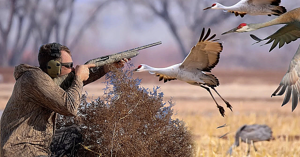 Ribeye Of The Sky! Hunting Sandhill Cranes In Oklahoma {catch Clean Cook} How To Cook Crane
