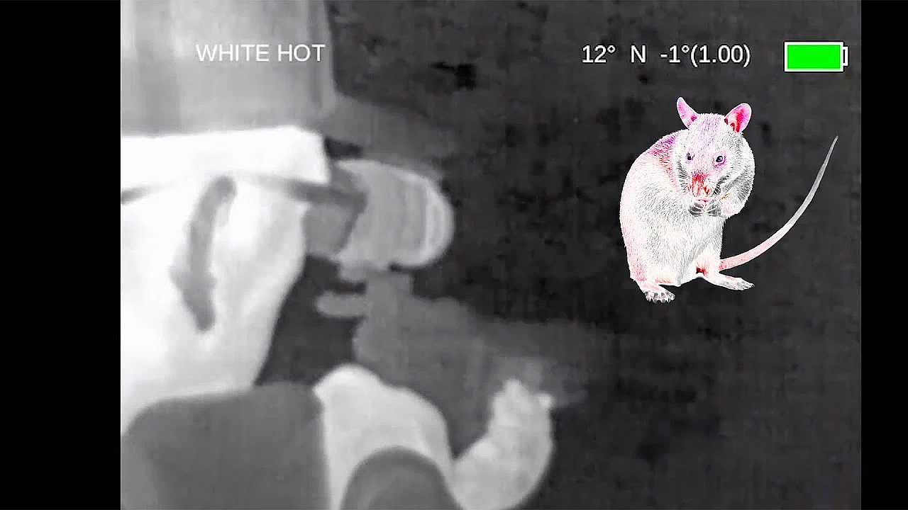 Hunting Massive Gambian Rats With Thermal Air Rifle!! {alligator Eats The Rats Whole!!!}