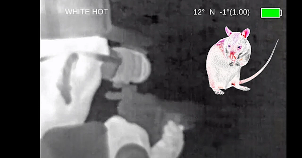 Hunting Massive Gambian Rats With Thermal Air Rifle!! {alligator Eats The Rats Whole!!!}