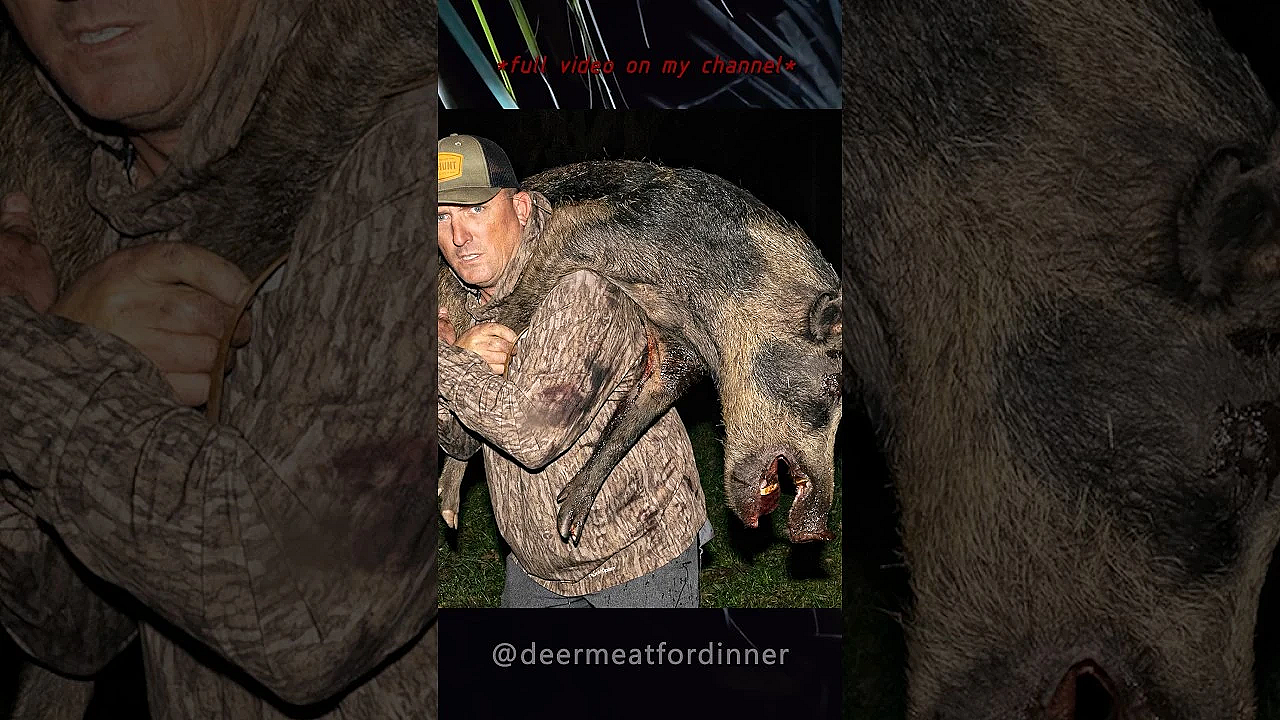Boar Hunting At Night With My Dogs!