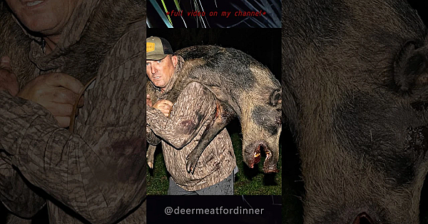 Boar Hunting At Night With My Dogs!