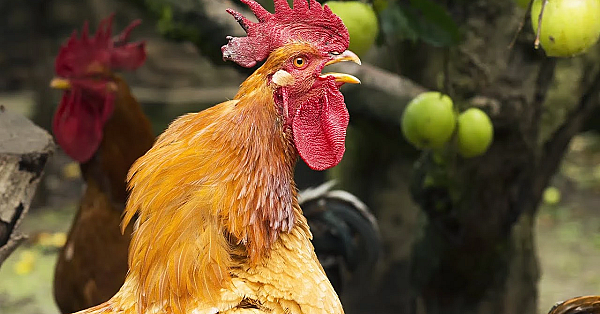 Wild Chicken {catch Clean Cook} Bush Meat On Deserted Island!