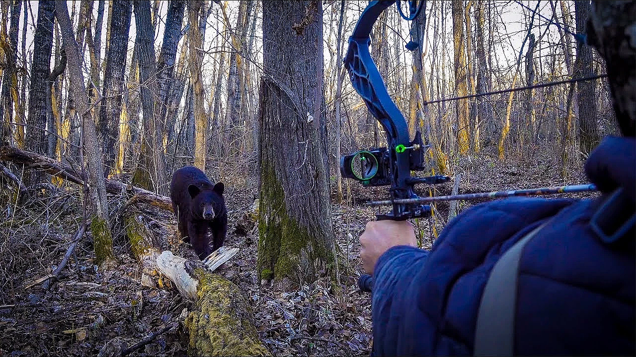 Dangerous Bear {catch Clean Cook} The Most Amazing Meat Ever!!!!