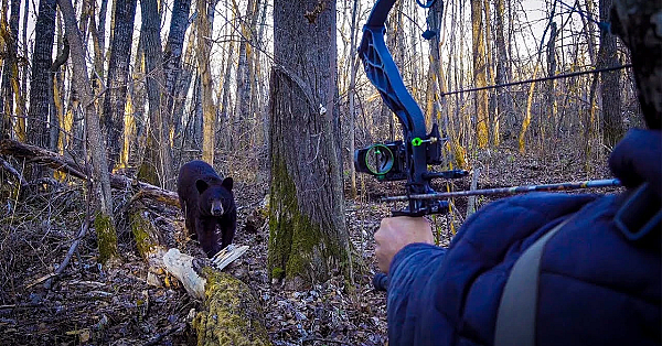 Dangerous Bear {catch Clean Cook} The Most Amazing Meat Ever!!!!